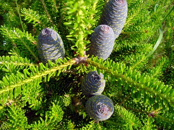 Blaue Zapfen