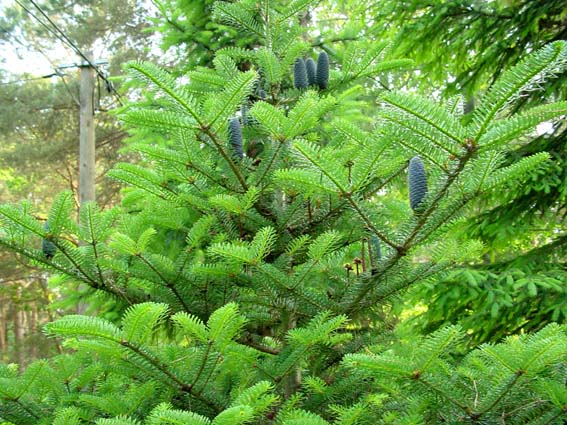 Blaue Zapfen