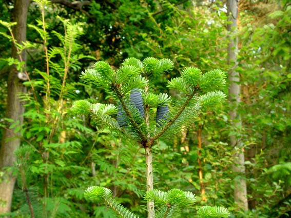 Blaue Zapfen