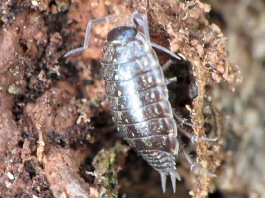 Assel, Isopoda