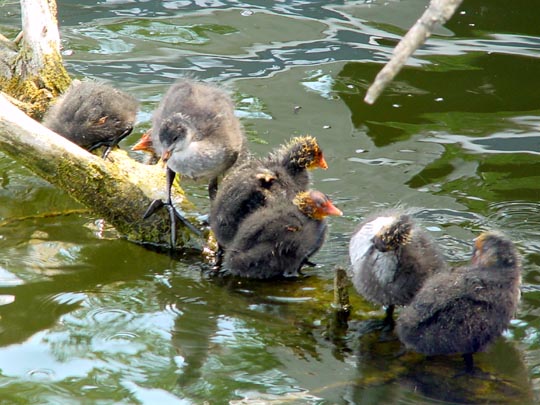 Blässhuhn