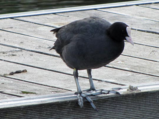 Blässhuhn
