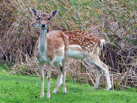 Dammwild