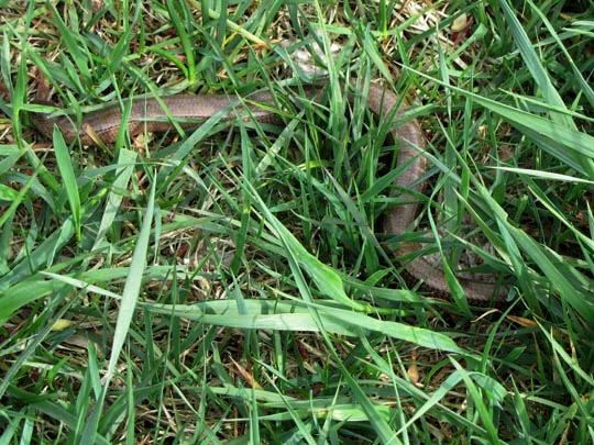 Blindschleiche, Anguis fragilis