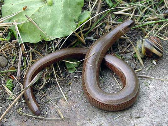 Blindschleiche, Anguis fragilis