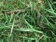 Blindschleiche, Anguis fragilis