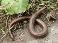 Blindschleiche, Anguis fragilis