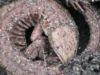 Eidechse, Lacerta