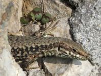 Podarcis muralis, Mauereidechse