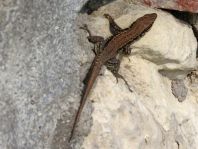 Podarcis muralis, Mauereidechse