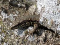 Podarcis muralis, Mauereidechse