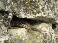 Podarcis muralis, Mauereidechse
