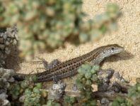 Atlantische Eidechse, Gallotia atlantica