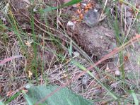 Eidechse, Lacerta