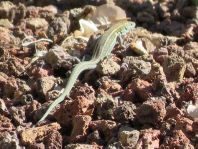 Atlantische Eidechse, Gallotia atlantica