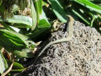 Atlantische Eidechse, Gallotia atlantica