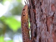 Eidechse, Lacerta