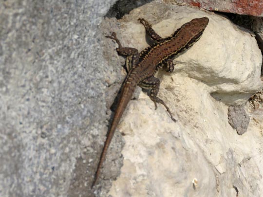Podarcis muralis, Mauereidechse