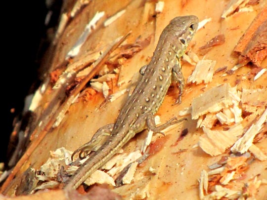 Lacertidae