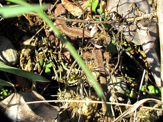Zauneidechse, Lacerta agilis