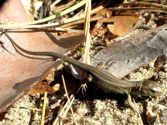 Lacertidae