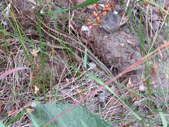 Lacertidae