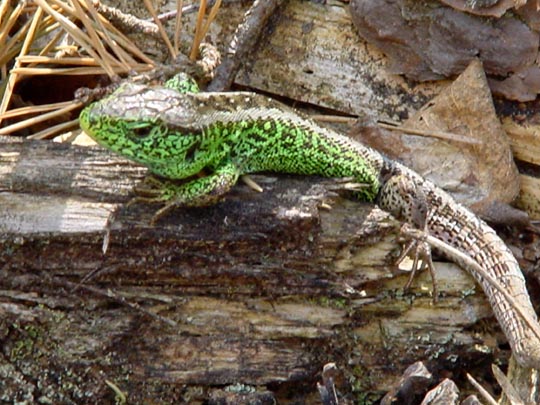 Zauneidechse, Lacerta agilis