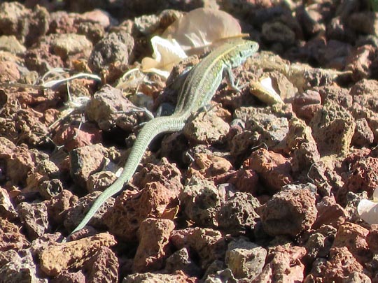 Atlantische Eidechse, Gallotia atlantica