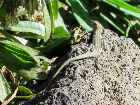 Atlantische Eidechse, Gallotia atlantica