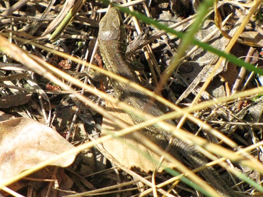 Lacertidae