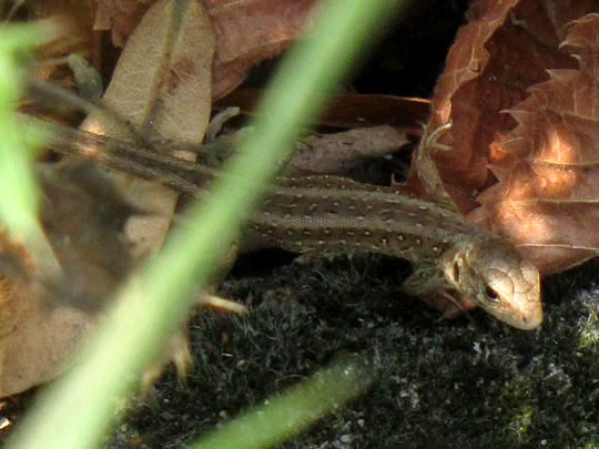 Lacertidae