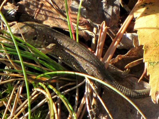 Lacertidae