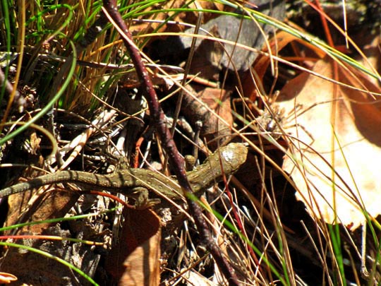 Lacertidae