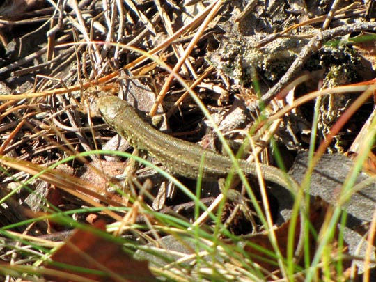 Lacertidae