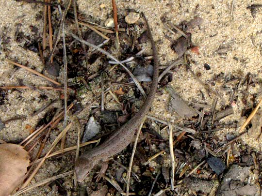 Lacertidae