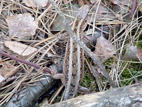 Zauneidechse, Lacerta agilis