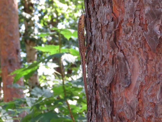 Lacertidae