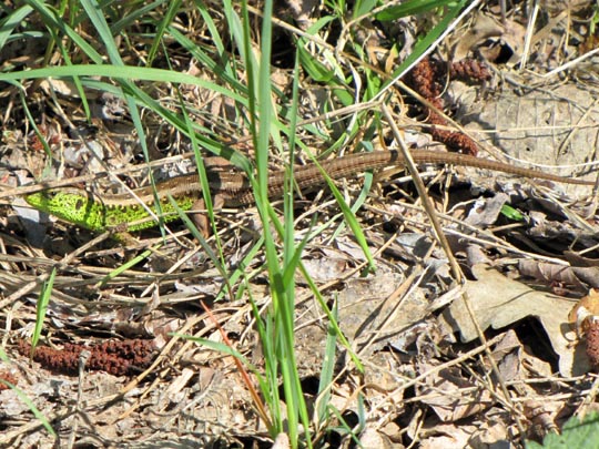 Lacertidae