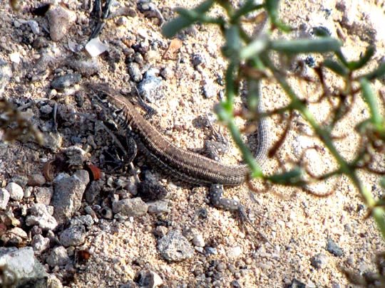 Atlantische Eidechse, Gallotia atlantica
