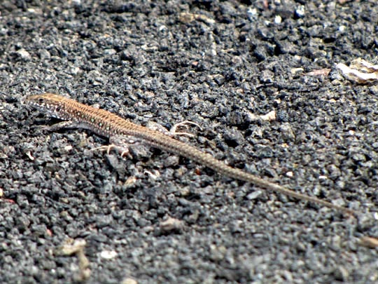 Atlantische Eidechse, Gallotia atlantica
