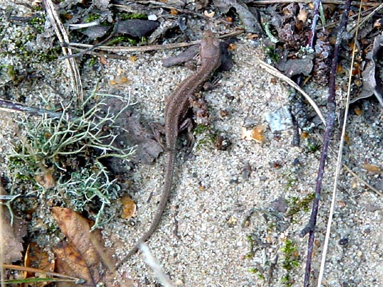 Zauneidechse, Lacerta agilis
