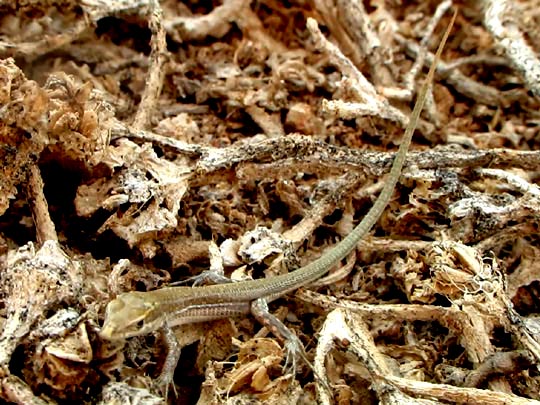 Atlantische Eidechse, Gallotia atlantica