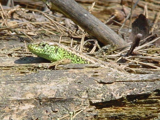 Zauneidechse, Lacerta agilis