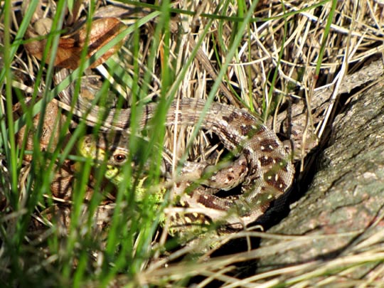 Lacertidae