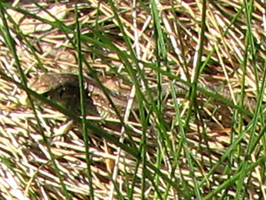 Lacertidae