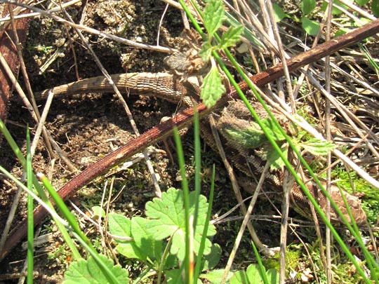 Lacertidae