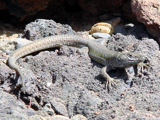 Atlantische Eidechse, Gallotia atlantica