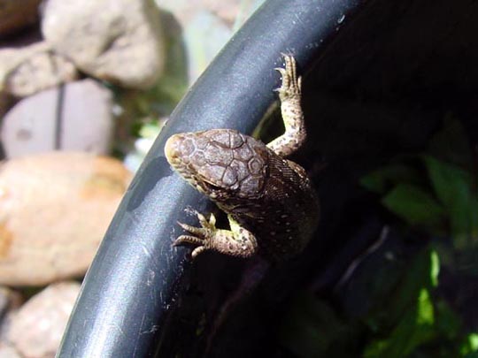 Zauneidechse, Lacerta agilis