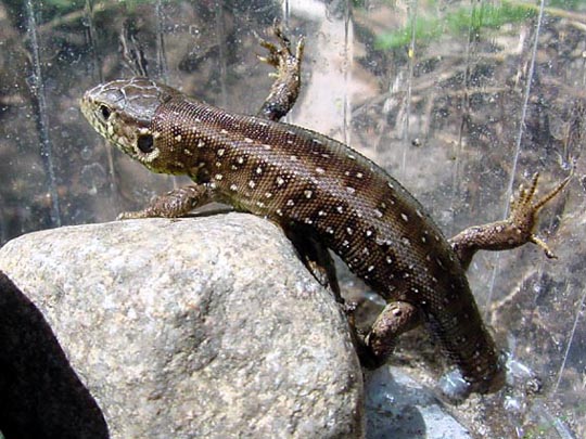 Zauneidechse, Lacerta agilis