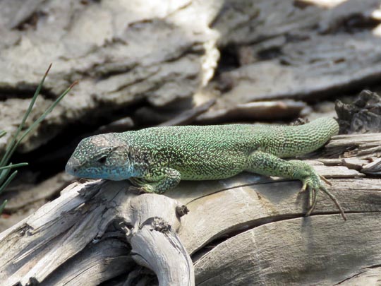 Lacerta sp., Smaragdeidechse